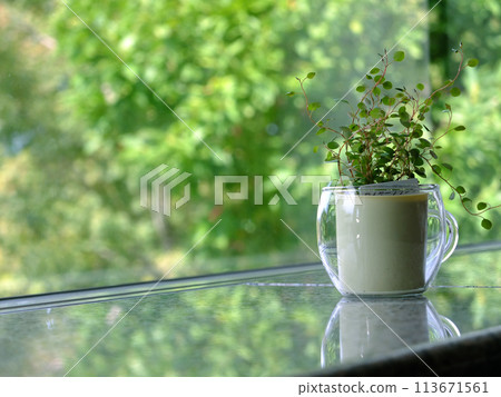 Houseplant placed at the window 113671561