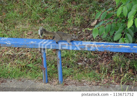 Formosan squirrels appearing in the park Formosan squirrels appearing in the park 113671752
