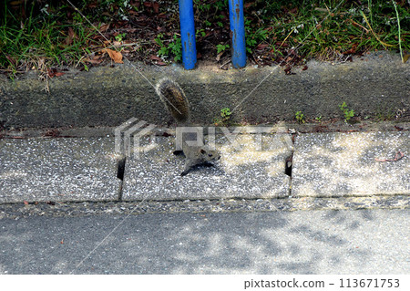 公園裡出現的台灣松鼠 公園裡出現的台灣松鼠 113671753