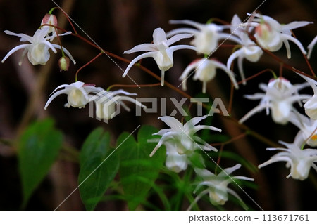 Freshwater leek Freshwater leek 113671761