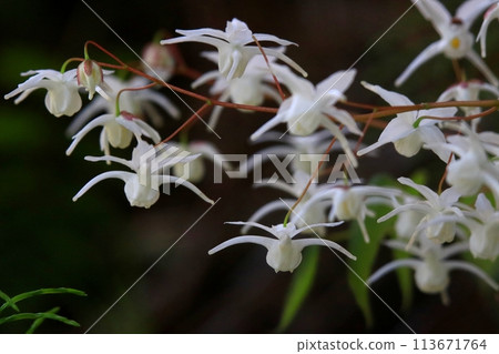 Freshwater leek Freshwater leek 113671764