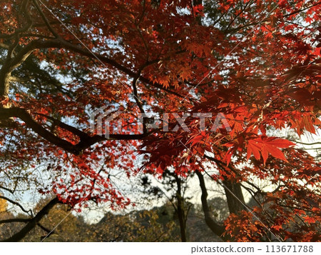 Maple leaves in autumn and a Japanese garden in Tokyo Maple leaves in autumn and a Japanese garden in Tokyo 113671788