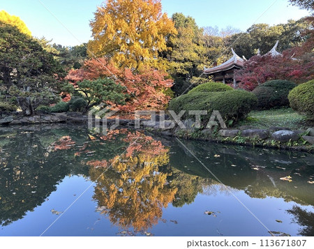 Maple leaves in autumn and a Japanese garden in Tokyo Maple leaves in autumn and a Japanese garden in Tokyo 113671807