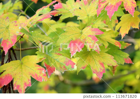 Beautiful colorful maple leaves Beautiful colorful maple leaves 113671820