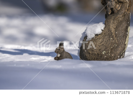 A squirrel standing in the snow 113671878