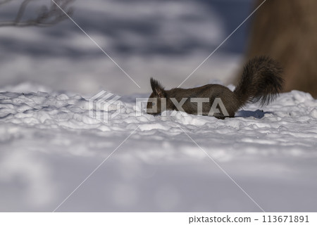 松鼠在雪地裡尋找堅果 松鼠在雪地裡尋找堅果 113671891