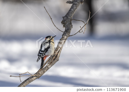 Strawberry stopping on trees 113671908