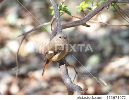 A female Daurian redstart looking at me A female Daurian redstart looking at me 113671972