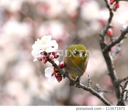 Plum blossom and white-eye Plum blossom and white-eye 113671973