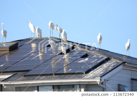 A flock of herons perched on a roof 113672340