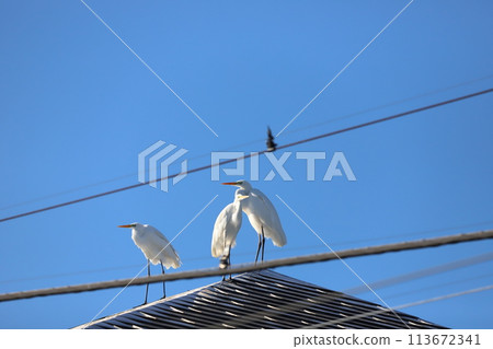 A flock of herons perched on a roof 113672341