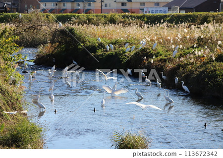 A flock of herons gathering in the river to search for food A flock of herons gathering in the river to search for food 113672342
