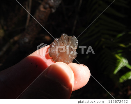 Juvenile wood ear mushroom 113672452