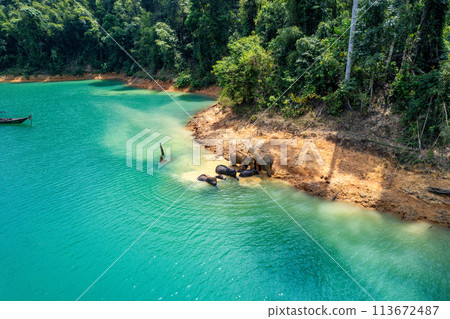 Encounter with a family of wild elephants in Khao Sok national park, on the Cheow lan lake in Surat Encounter with a family of wild elephants in Khao Sok national park, on the Cheow lan lake in Surat 113672487
