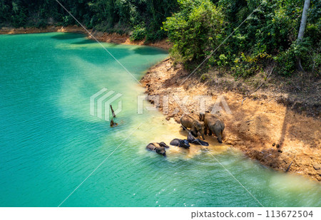 Encounter with a family of wild elephants in Khao Sok national park, on the Cheow lan lake in Surat 113672504