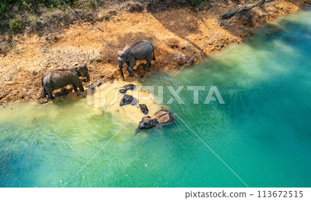 Encounter with a family of wild elephants in Khao Sok national park, on the Cheow lan lake in Surat 113672515