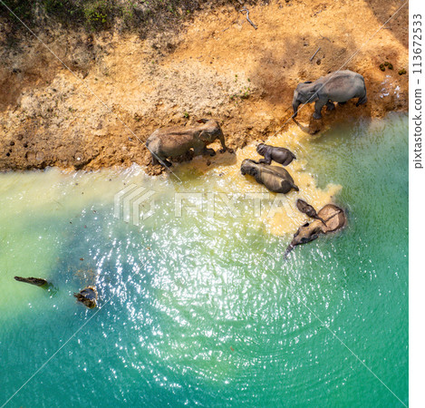 Encounter with a family of wild elephants in Khao Sok national park, on the Cheow lan lake in Surat 113672533