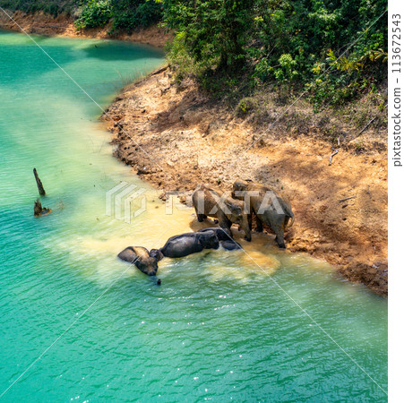 Encounter with a family of wild elephants in Khao Sok national park, on the Cheow lan lake in Surat 113672543