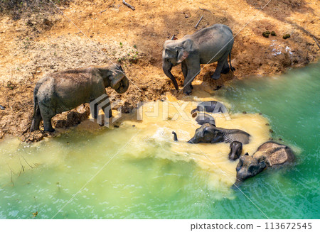 Encounter with a family of wild elephants in Khao Sok national park, on the Cheow lan lake in Surat 113672545