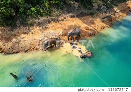 Encounter with a family of wild elephants in Khao Sok national park, on the Cheow lan lake in Surat 113672547