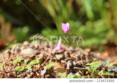 Cyclamen flowers 113672898