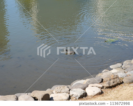 Coot floating in a pond 113672998