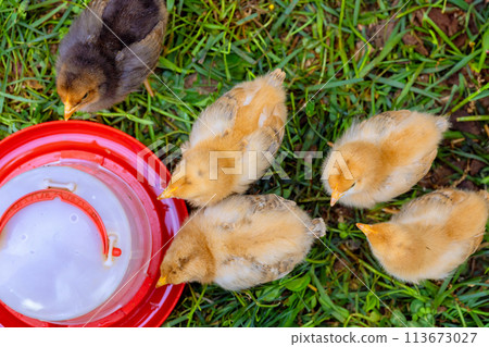 Little chickens eating from special feeder in countryside. 113673027