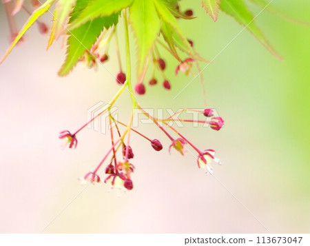 四月盛開的楓花 白花紅芽 四月盛開的楓花 白花紅芽 113673047