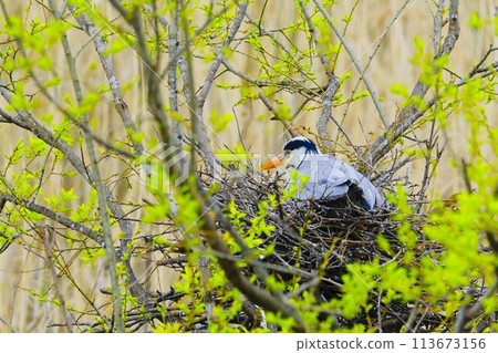 灰鷺築巢與孵蛋 113673156