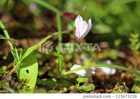 仙客來鮮花 113673239