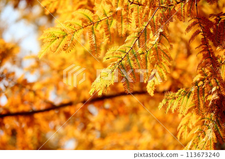 水杉葉，黃葉，明亮 113673240