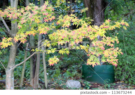 Beautiful colorful maple leaves Beautiful colorful maple leaves 113673244