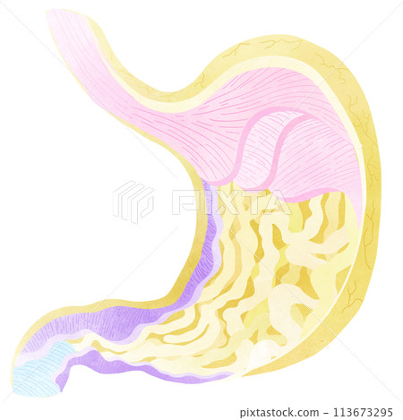 This is the internal system of the stomach. This is the internal system of the stomach. 113673295