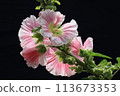 Hollyhock 113673353
