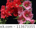 Hollyhock 113673355