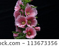 Hollyhock 113673356