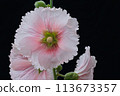 Hollyhock 113673357