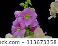 Hollyhock 113673358