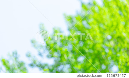 Image of fresh greenery (background material) Image of fresh greenery (background material) 113673457