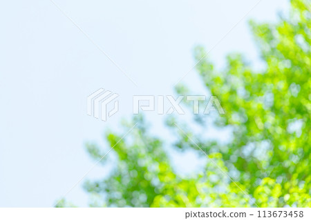 Image of fresh greenery (background material) Image of fresh greenery (background material) 113673458