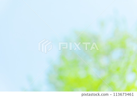 新鮮綠色植物的圖像（背景資料） 113673461
