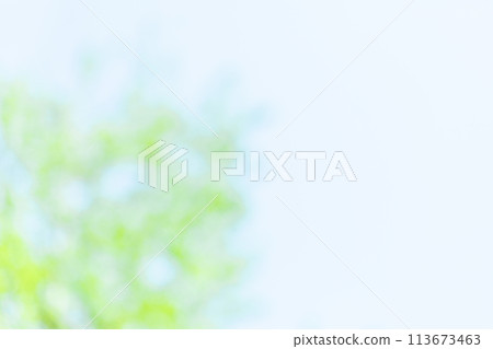 Image of fresh greenery (background material) 113673463
