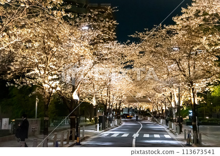 東京市中心美麗的櫻花樹盛開 東京市中心美麗的櫻花樹盛開 113673541