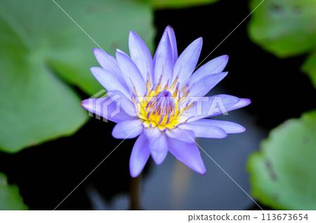lotus or florescent purple lotus 113673654