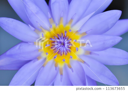 lotus or florescent purple lotus 113673655