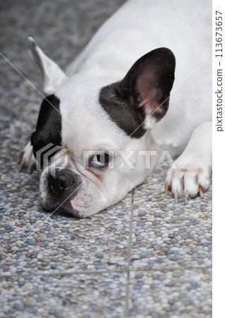 dog or French bulldog , sleepy French bulldog 113673657