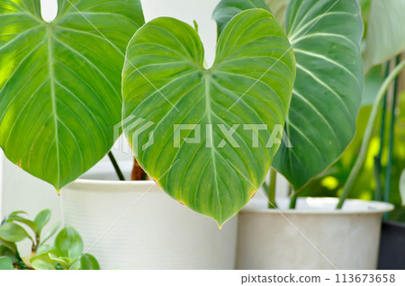 Philodendron Gloriosum ,Philodendron plant Philodendron Gloriosum ,Philodendron plant 113673658