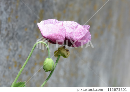 野罌粟 野罌粟 113673801