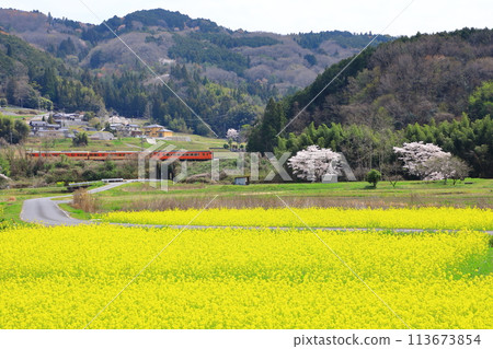 津山線穿過油菜花田 113673854