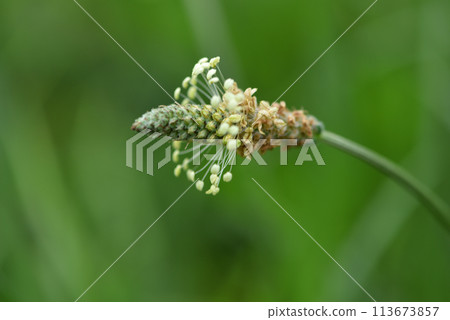 盛開的長葉車前草隨風搖曳 113673857